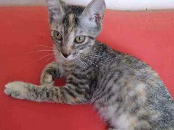 Gato raça Srd idade Abaixo de 2 meses nome Safira