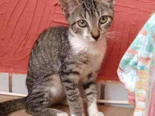 Gato raça Srd idade 2 a 6 meses nome Pérola