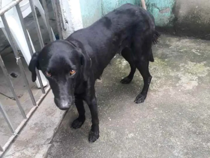 Cachorro ra a SRD idade 1 ano nome Flor