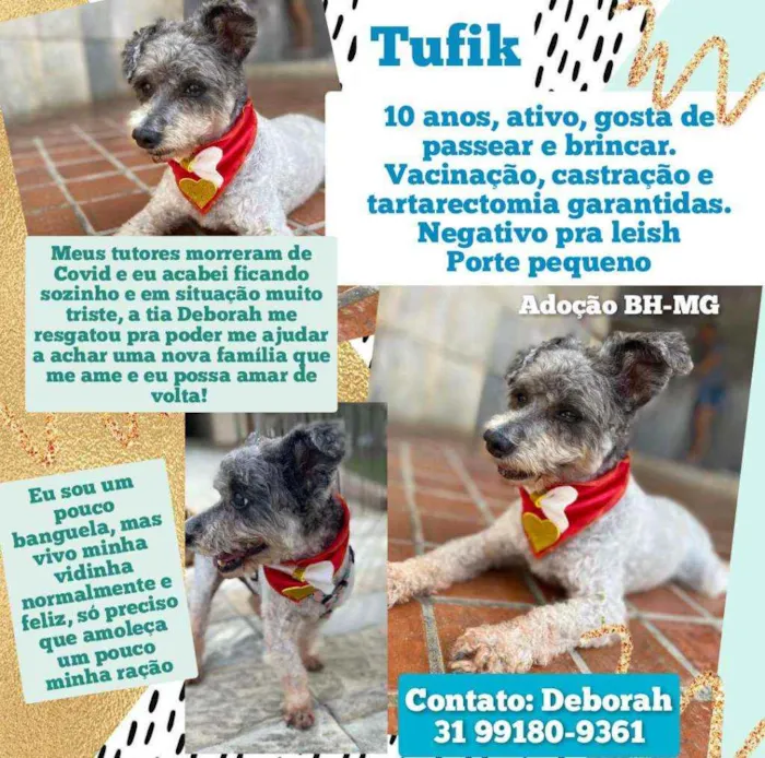 Cachorro raça Poodle mix idade 6 ou mais anos nome Tufik 