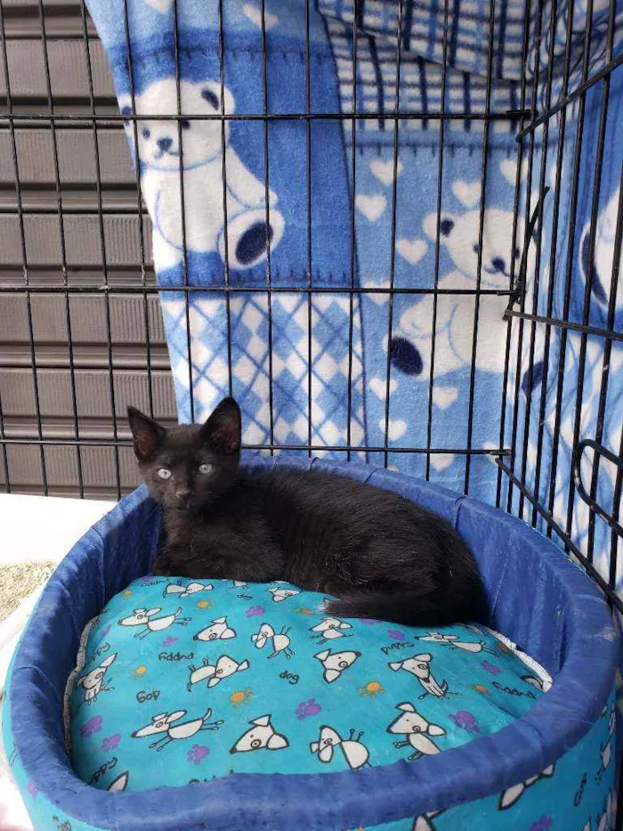 Gato raça Srd  idade 2 a 6 meses nome Théo