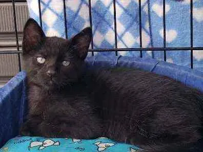 Gato raça Srd  idade 2 a 6 meses nome Théo