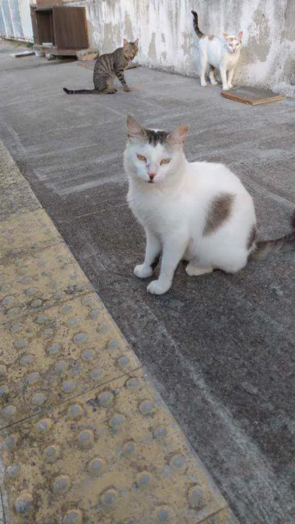 Gato raça Srd idade 7 a 11 meses nome Marilu