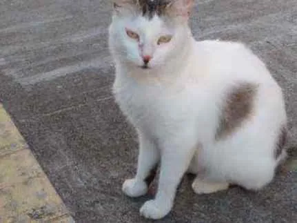 Gato raça Srd idade 7 a 11 meses nome Marilu