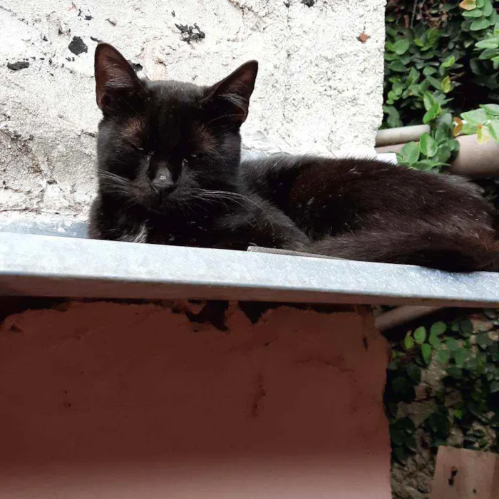 Gato raça Sem raça definida idade 2 a 6 meses nome Preta
