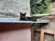 Preta