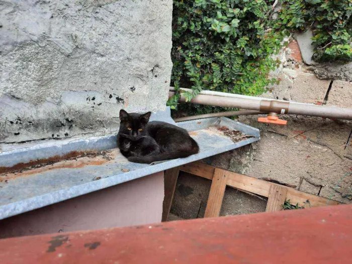 Gato raça Sem raça definida idade 2 a 6 meses nome Preta