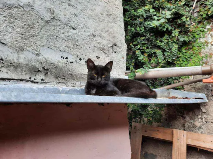Gato raça Sem raça definida idade 2 a 6 meses nome Preta