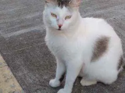 Gato raça Srd idade 7 a 11 meses nome Marilu