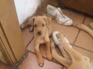 Cachorro raça Mestiço de fila idade Abaixo de 2 meses nome Sem nome