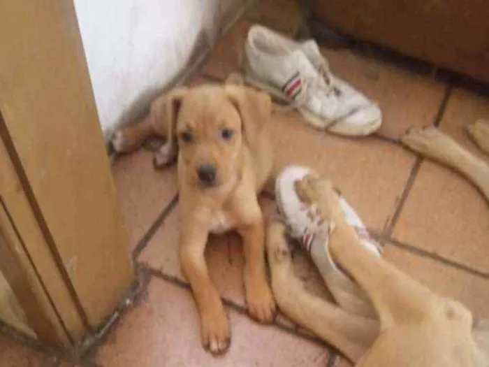 Cachorro ra a Mestiço de fila idade Abaixo de 2 meses nome Sem nome