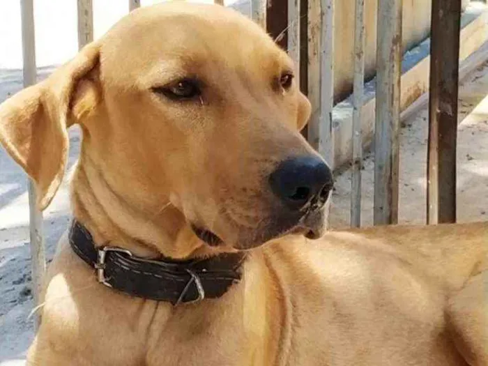 Cachorro ra a Mestiço de fila idade Abaixo de 2 meses nome Sem nome