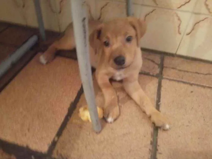 Cachorro ra a Mestiço de fila idade Abaixo de 2 meses nome Sem nome