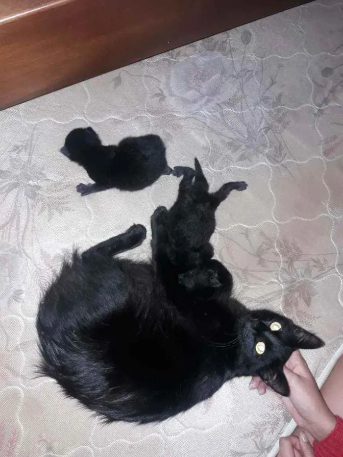 Gato ra a Sem raça  idade 1 ano nome Neguinha