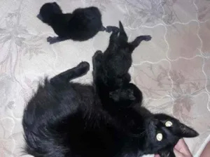 Gato raça Sem raça  idade 1 ano nome Neguinha