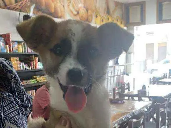 Cachorro ra a Srd idade 2 a 6 meses nome Sem.nome
