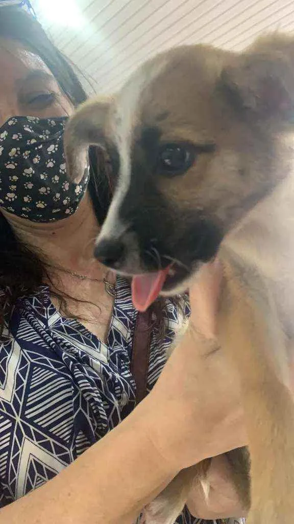 Cachorro ra a Srd idade 2 a 6 meses nome Sem.nome
