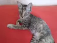 Safira