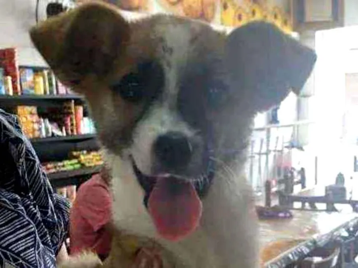 Cachorro ra a Srd idade 2 a 6 meses nome Sem.nome