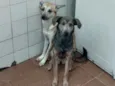 Cachorro raça SRD idade 2 anos nome .....
