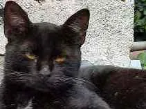 Gato raça Sem raça definida idade 2 a 6 meses nome Preta