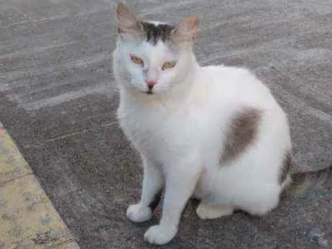 Gato raça Srd idade 7 a 11 meses nome Marilu