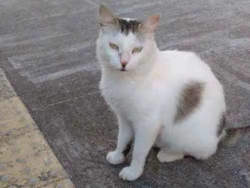 Gato raça Srd idade 7 a 11 meses nome Marilu