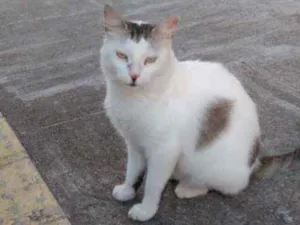 Gato raça Srd idade 7 a 11 meses nome Marilu