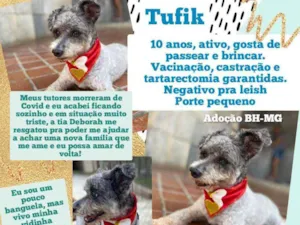 Cachorro raça Poodle mix idade 6 ou mais anos nome Tufik 