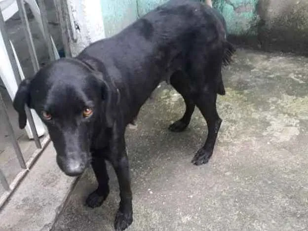 Cachorro ra a SRD idade 1 ano nome Flor