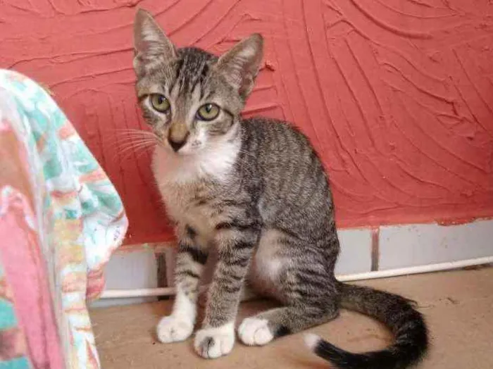 Gato raça Srd idade 2 a 6 meses nome Pérola