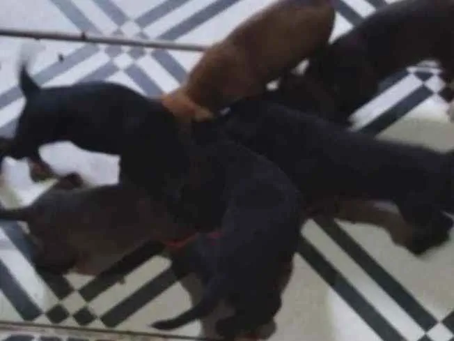 Cachorro ra a Nao sei idade Abaixo de 2 meses nome Não tem nomes