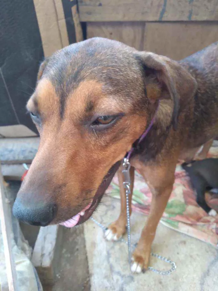 Cachorro ra a Nao sei idade 1 ano nome Nalla