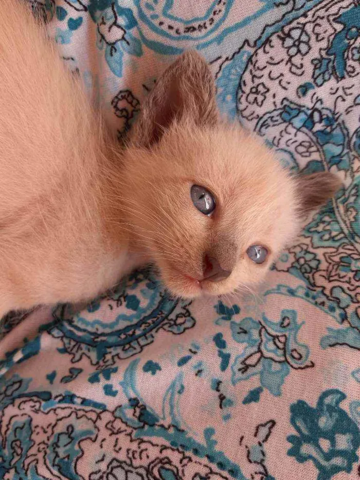 Gato raça Raciado idade Abaixo de 2 meses nome Não tem