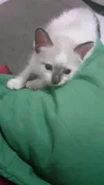 Dudu