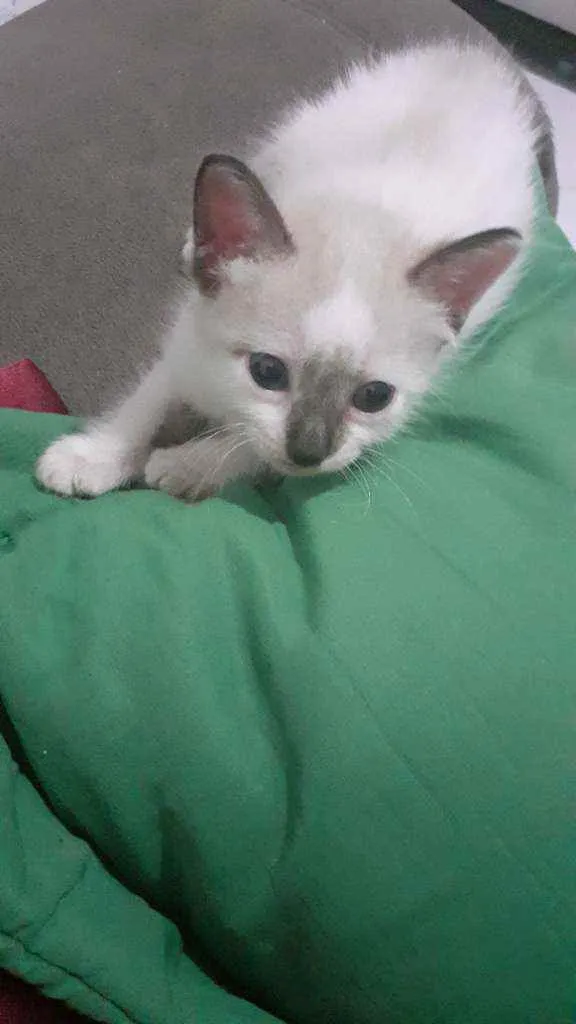 Gato raça Siamês  idade 2 a 6 meses nome Dudu