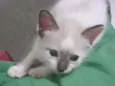 Dudu