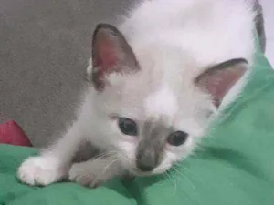 Gato raça Siamês  idade 2 a 6 meses nome Dudu