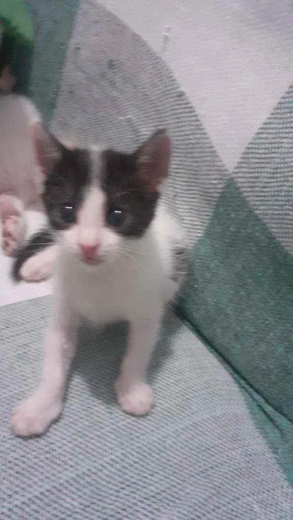 Gato raça Não discriminado  idade 2 a 6 meses nome Tina