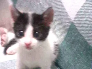 Gato raça Não discriminado  idade 2 a 6 meses nome Tina