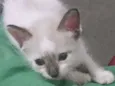 Dudu