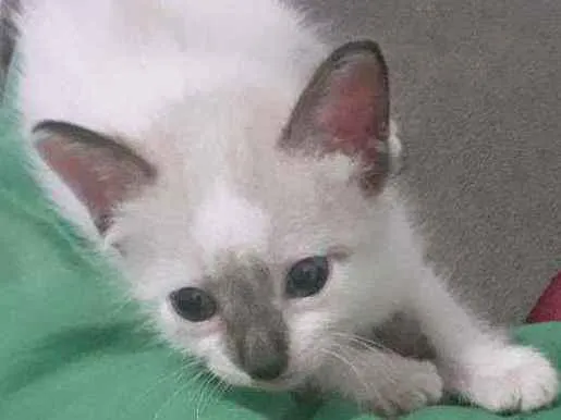 Gato raça Siamês  idade 2 a 6 meses nome Dudu