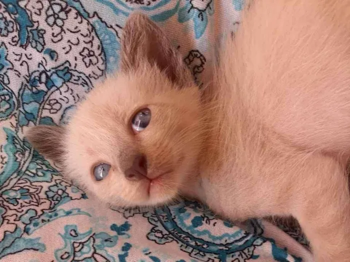 Gato raça Raciado idade Abaixo de 2 meses nome Não tem