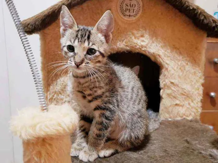 Gato raça Srd idade 2 a 6 meses nome Tulipa