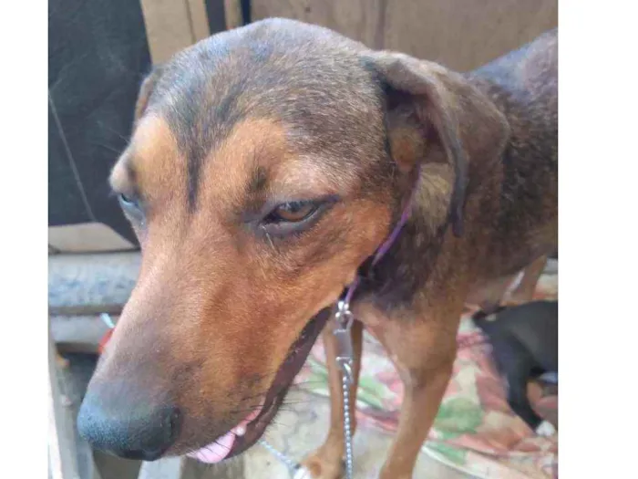 Cachorro ra a Nao sei idade 1 ano nome Nalla