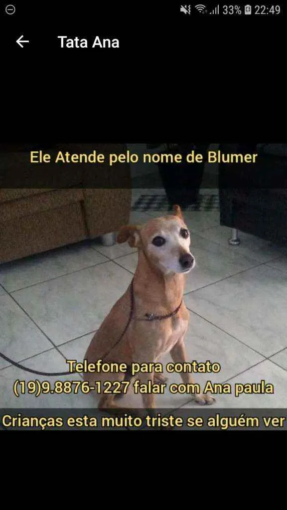Cachorro ra a Vira Lata idade 6 ou mais anos nome Blummer