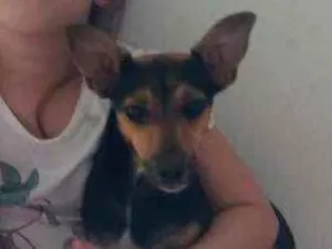 Cachorro raça Pinscher N.2 idade 1 ano nome Belinha
