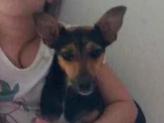 Cachorro ra a Pinscher N.2 idade 1 ano nome Belinha