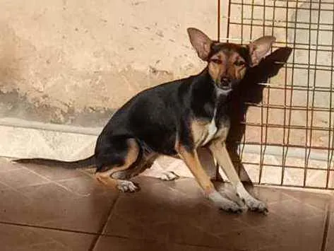 Cachorro ra a Pinscher N.2 idade 1 ano nome Belinha