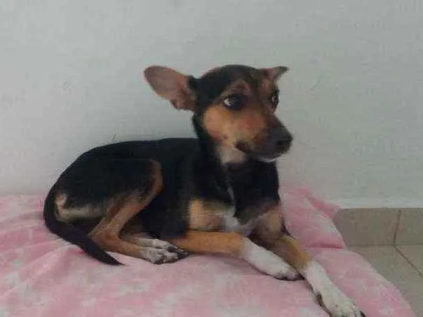 Cachorro ra a Pinscher N.2 idade 1 ano nome Belinha